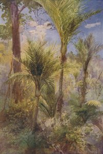 ニュージーランドの森、1924 作： Unbekannt
