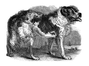 ニューファンドランド犬、1848年 作： Unbekannt