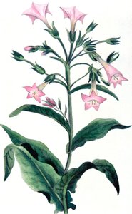 Nicotiana tabacum-タバコ工場、1823