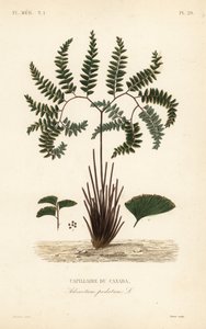 Northern maidenhair fern or five-fingered fern, Adiantum pedatum, Capillaire du Canada 作： Unbekannt