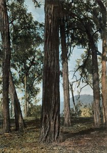 ニューギニア。 Le Bois De Fer、パプアニューギニア-Ironwood Trees、1900。 作： Unbekannt