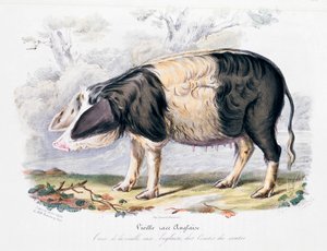 英国の古いイギリスの品種、1842 作： Unbekannt