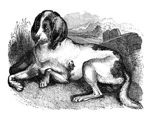オールドイングリッシュハウンド、1848