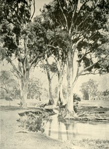 古いガム、山南オーストラリア州クロフォード、1901年。 作： Unbekannt