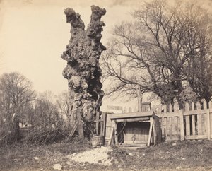 1850 年代、チャタム近くの古い木。 作： Unbekannt