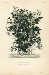 オールドマンズビアード、トラベラーズジョイ、クレマチス・ヴィタルバ、クレマタイト・デ・ヘイズ 作： Unbekannt