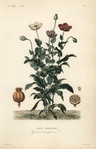 アヘンのケシ、Papaver somniferum、Pavot somnifere 作： Unbekannt