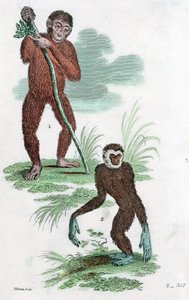 オランウータンとギボン、1822
