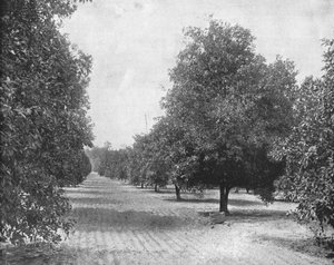 オレンジグローブ、セビリア、フロリダ、米国、c1900。 作： Unbekannt