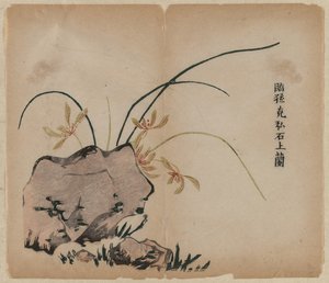 オーキッドオンロックス、18世紀。 作： Unbekannt