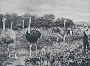 ダチョウ、1924 作： Unbekannt