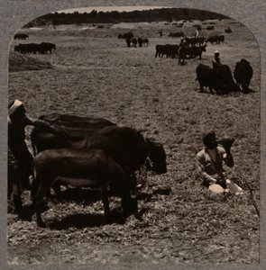 牛踏みトウモロコシ、C1900 作： Unbekannt