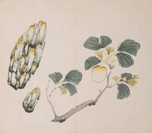 shi Z Hu Zのページもございます。