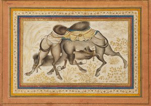 2頭のラクダが戦っている様子を描いた散らばったmuraqqa、またはアルバムのページ、c1675を描いた 作： Unbekannt