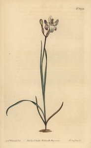 ペインテッドフラワーイクシア（Ixia fucata 作： Unbekannt