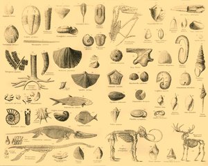 古生物学、c1910。 作： Unbekannt