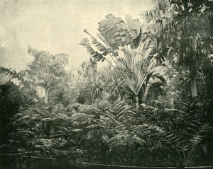 パームアンドファーン島、植物園、ブリスベン、1901。 作： Unbekannt