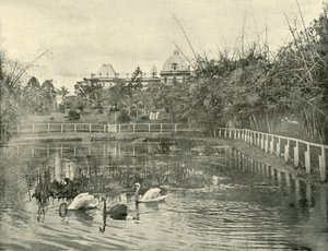 パピルス池、ブリスベン植物園、1901年。