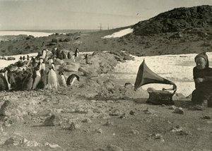 1908年、1909年の夏に蓄音機を聞くペンギン 作： Unbekannt
