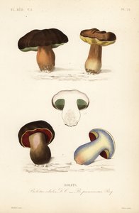 ペニーパンやポルチーニ茸（Boletus edulis）、ルリビタキ（Suillellus luridus, Boletus perniciosus）など。 作： Unbekannt