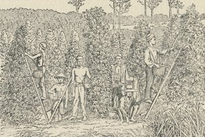 ペッパープランテーション、1924 作： Unbekannt