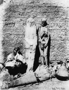 ミイラの写真、1860 作： Unbekannt