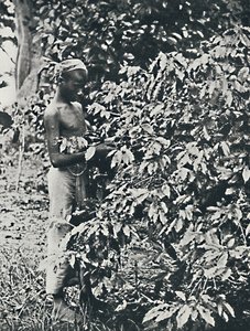 ピッキングコーヒー、1916