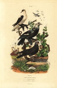 品種ハト、Columba livia：ツバメ、ゴキゲンなドラム、ポーランド語 作： Unbekannt