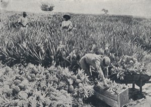 パインアップルフィールド、クイーンズランド州、1923年。 作： Unbekannt