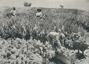 1916年、パインアップルプランテーション 作： Unbekannt