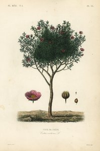 ピンクのロックローズ、ホアリー・ロックローズ、Cistus creticus、Ciste de Crete 作： Unbekannt