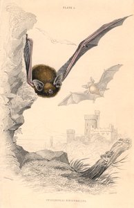 PipistrelleバットPipistrellus pipistrellus、1828 作： Unbekannt