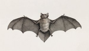 エジプトのコウモリ、Pipitrelle bat 作： Unbekannt