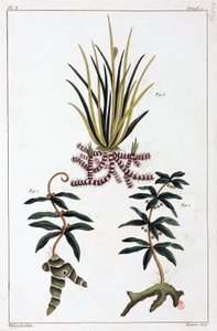 薬用植物、中国