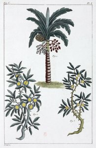 薬用植物、中国