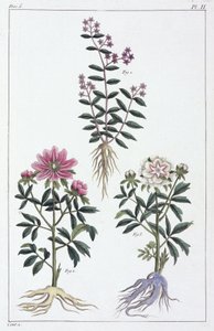 薬用植物、中国 作： Unbekannt