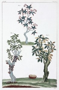 薬用植物、中国