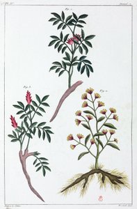薬用植物、中国 作： Unbekannt