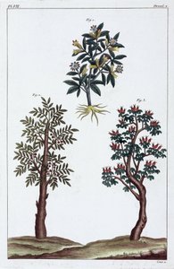 薬用植物、中国 作： Unbekannt