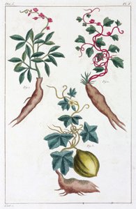 薬用植物、中国 作： Unbekannt