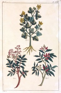 薬用植物、中国