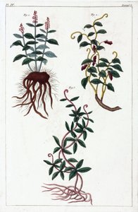薬用植物、中国