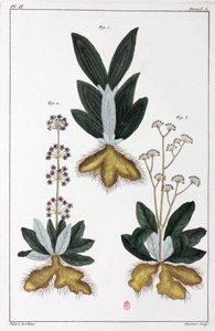 薬用植物、中国 作： Unbekannt
