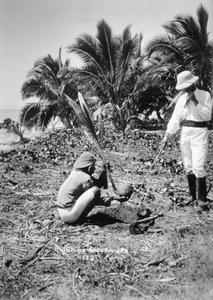 1905年、フィジーのソロモン島にココナッツを植える 作： Unbekannt
