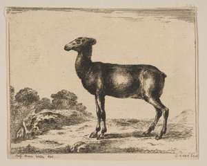 プレート15：doe、さまざまな動物のDiversi animali、1641年以降。 作： Unbekannt