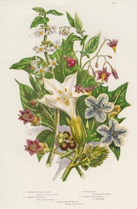 有毒植物、c1885 作： Unbekannt