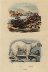ホッキョクグマ（Ursus maritimus）1、傷つきやすい食用ウニ（Echinus esculentus）2、アカハラウニ（Heterocentrotus mammillatus）3