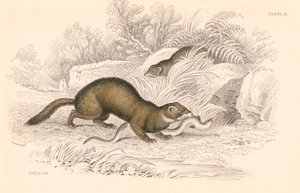 イタチ科のメンバー、Polecat Mustela putorius、1828 作： Unbekannt