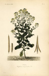 ポーランドのキャノーラまたはキャノーラ油の植物、Brassica rapa、Brassica campestris、Colza