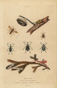 Polistes gallicus、紙のスズメバチと巣、アオゾウムシ、Eupholus schoenherri、根曲がり虫、Diaprepes abbreviatus、Polycera ウミウシ、Ancula gibbosa、Atlantic ancula、海藻の上で 作： Unbekannt